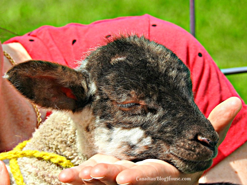 Cuddling a lamb at Topsys Farms Ontario Road Trip Destination