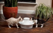 warning signs of pet dehydration pet cats