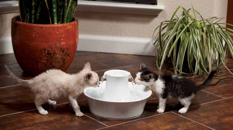 warning signs of pet dehydration pet cats