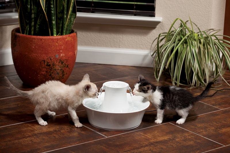 help your dehydrated pets cats