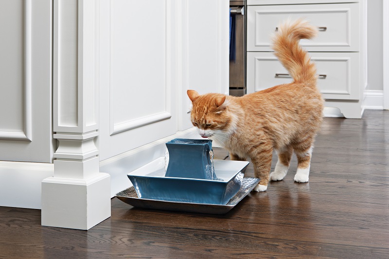 warning signs of pet dehydration pet cats