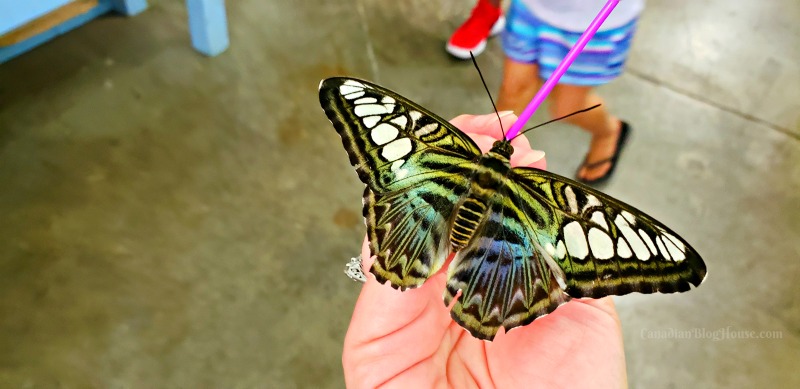 The Great New York State Fair Butterfly