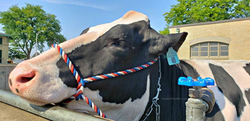 The Great New York State Fair Cow