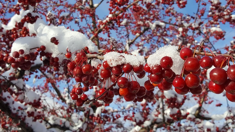 Red Berries Winter Snow Outdoor Winter Party