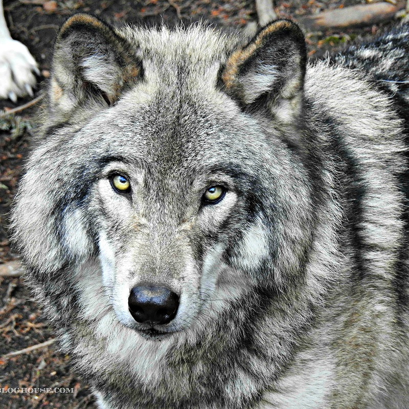 unique activities feeding Grey Wolf at Parc Omega