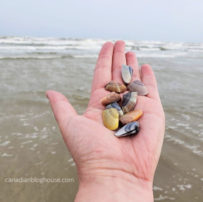 Hand holding pretty shells on Mustang Island beach