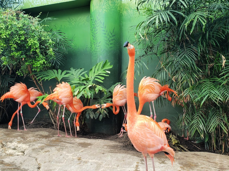 Family fun on the Texas Gulf Coast with Flamingoes at Texas State Aquarium