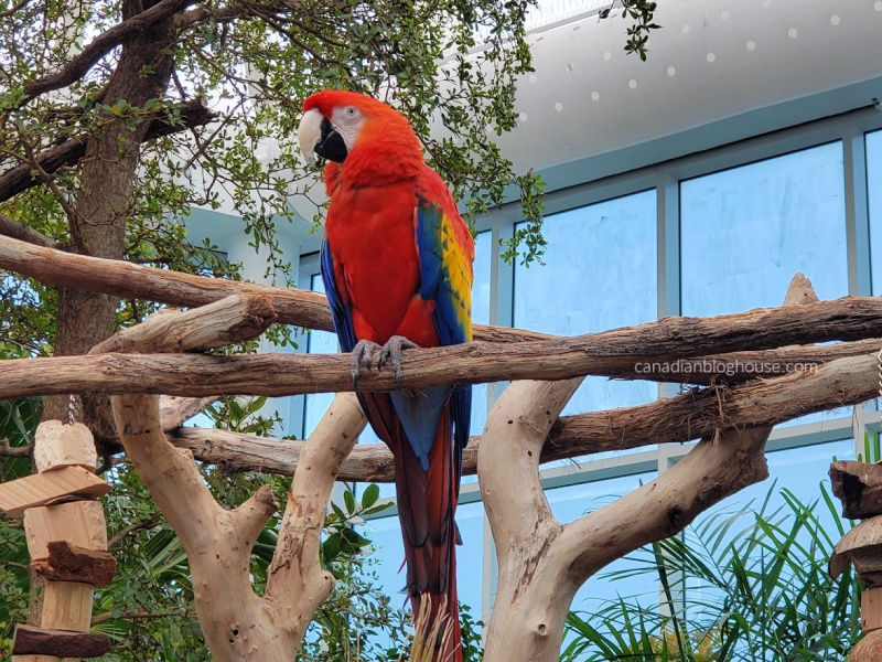 Family fun on the Texas Gulf Coast watching a Macaw on his perch at the Texas State Aquarium