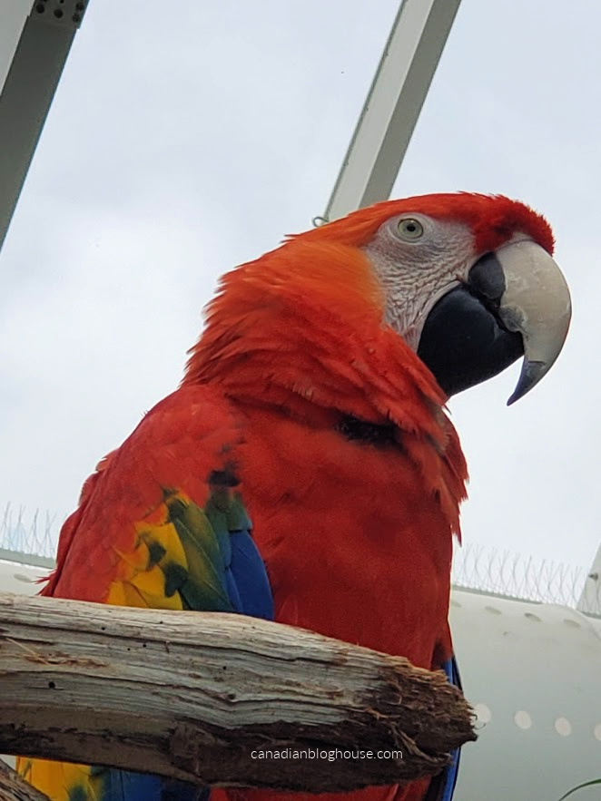 Closeup of Macaw at Texas State Aquarium