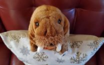 WWF-Canada gift with impact adoptable plushie walrus